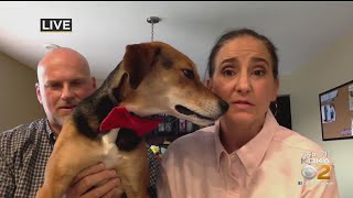 Local Dog Moves Into Semifinals For American Humane Hero Dog Awards