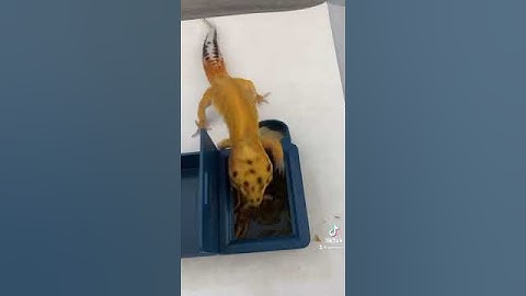 How to train your Gecko 😋