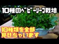 【水耕栽培大学】㊙10種のベビーリーフ栽培、10種全部お見せします
