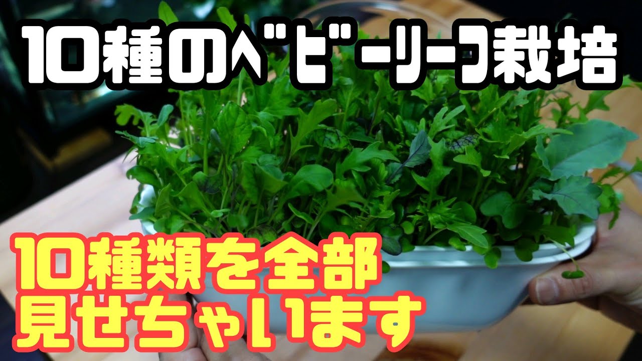【水耕栽培大学】㊙10種のベビーリーフ栽培、10種全部お見せします