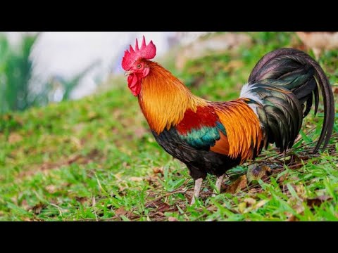 #rooster Cleaning - YouTube