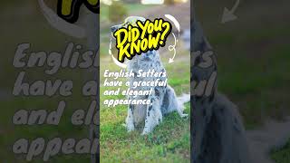 Amazing English Setter Facts You Didn't Know  English Setter Breed Insights #animalfacts #animals