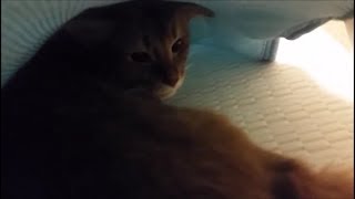 敷布団とシーツの間に入りたがる茶色猫（最後はホラー風）
