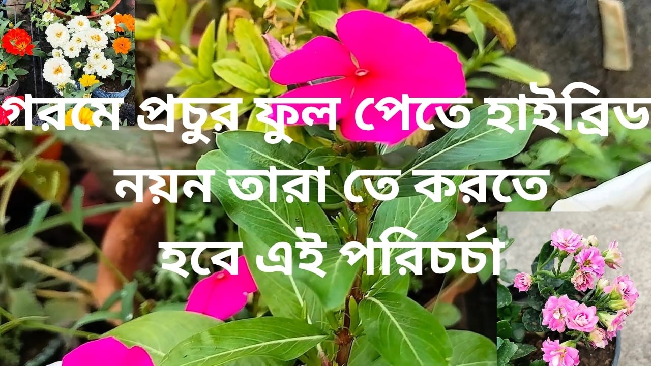 Take this care of hybrid Madagascar Periwinkle at the start of March | #greenrooftop #garden