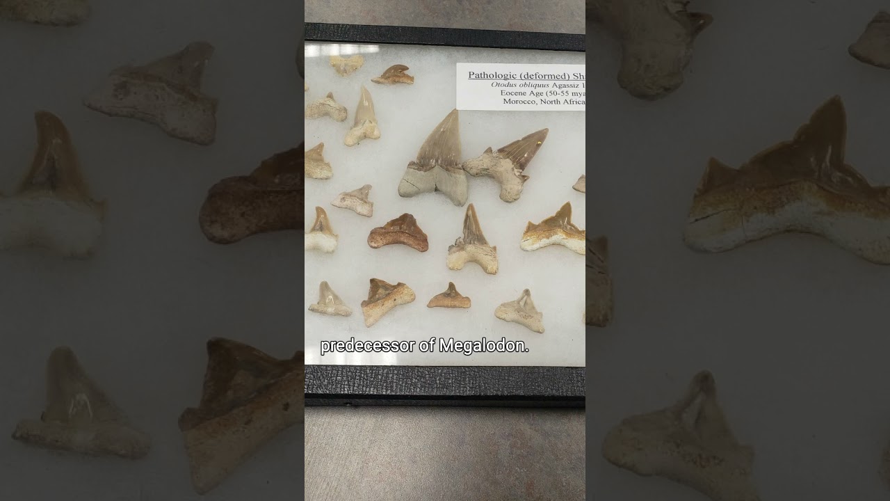 Otodus Teeth Found In Morocco, North Africa 