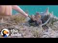 Wild octopus is always excited to see his human best friend  the dodo wild hearts