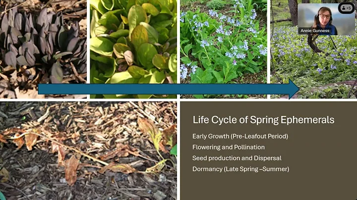 209 Exploring spring ephemerals 20250423 1701 1