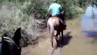 Ride horse in Mendoza, Argentina