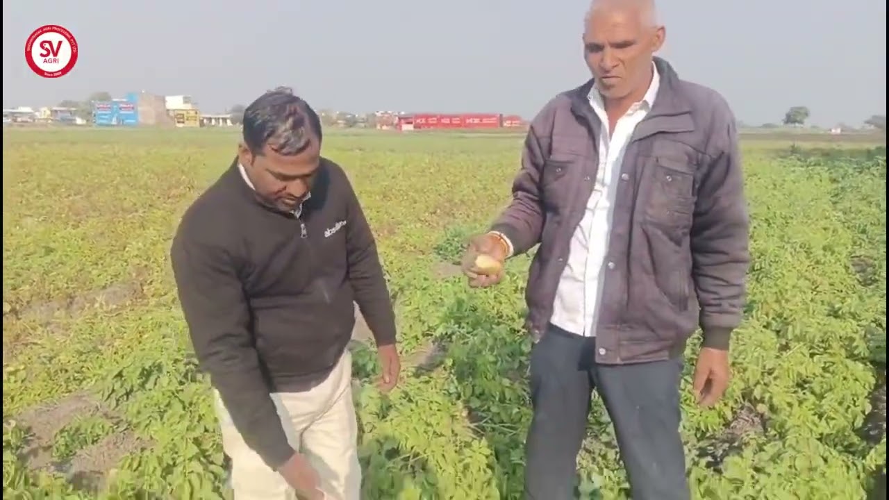Glory Potato Variety | 85 Days | Indore, MP / ग्लोरी आलू किस्म | 85 दिन | इंदौर, मध्य प्रदेश