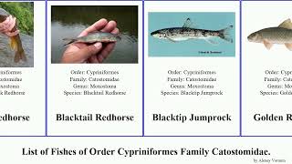 Fishes of Order Cypriniformes Family Catostomidae