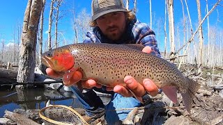 CATCH \& COOK! SPRING FISHING for BIG CUTTY’S and BOW’S!!