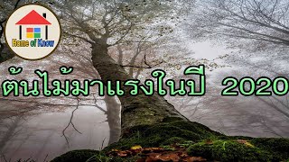 ต้นไม้มาแรงปี 2020 | Home of Know