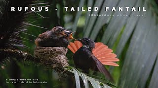 Rufous-Tailed Fantail - Short Film - Sony A1 And 200-600Mm