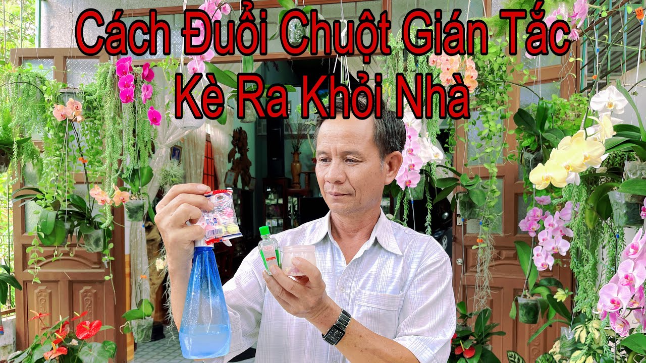 3 Cách Phối Hợp Đuổi Chuột, Gián, Tắc Kè Ra Khỏi Nhà Đơn Giản Hiệu Quả Rất Cao