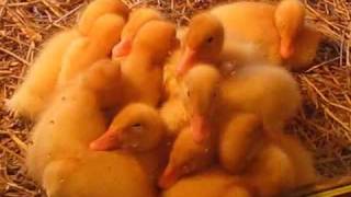 Chester's Ducklings 4/5/2009