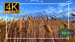 Soft Autumn Breeze: 10-Hour Flute Music with Golden Grasses in Autumn screenshot 2