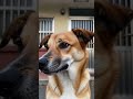 This story about dog and rat #cartoon #aishorts #ai poor dog ai short, ai cartoon short, poor dog