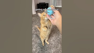 DO CATS ACTUALLY LIKE YARN? #viral