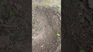 kuruyan erik agacini fasulye sirigi olarak değerlendircem #keşfet #köyhayatı #nature #kulübe #doğa