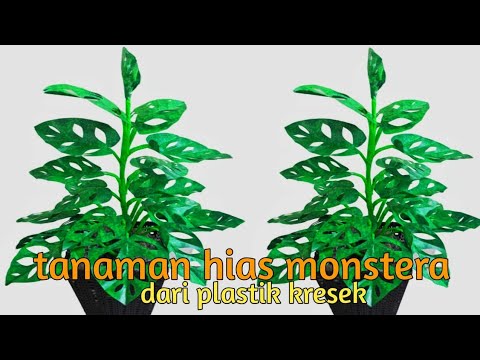 tanaman hias monstera (JANDA BOLONG) dari plastik kresek