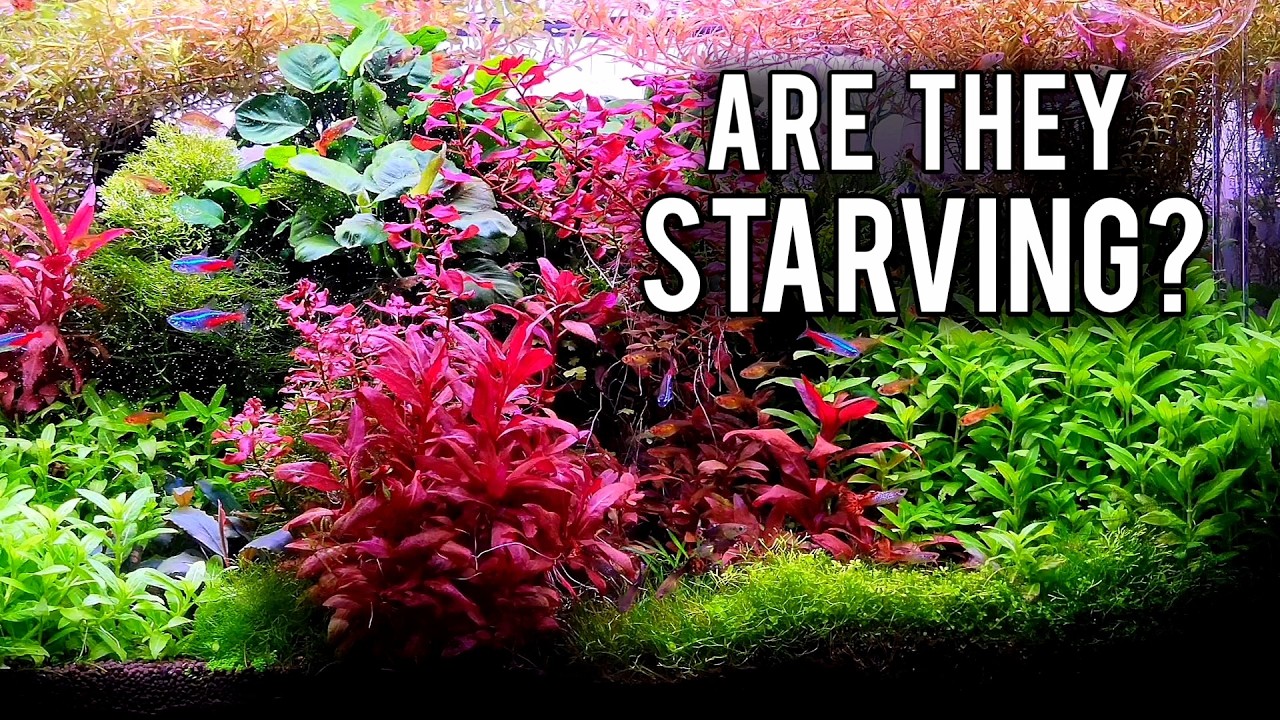 The Key To Healthy Aquarium Plants - Master This First