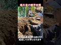 越冬後の種芋収獲作業ショート動画:2026年版長芋畑