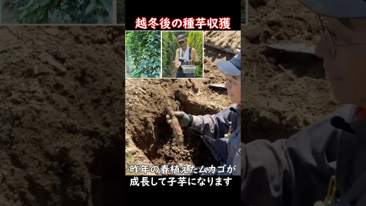 越冬後の種芋収獲作業ショート動画:2026年版長芋畑