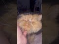 Mila purring #cat #cuteanimal #persian #persiancatcorner #cutepet #cute #pets #funny #catvideo #cat