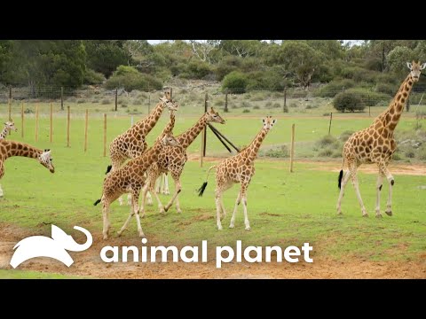 The Irwins Reunite Scarlet The Giraffe With Her Grandparents! | Crikey! It’s the Irwins!