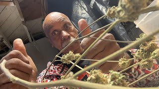 Terpie Monster is smoking with Rudy