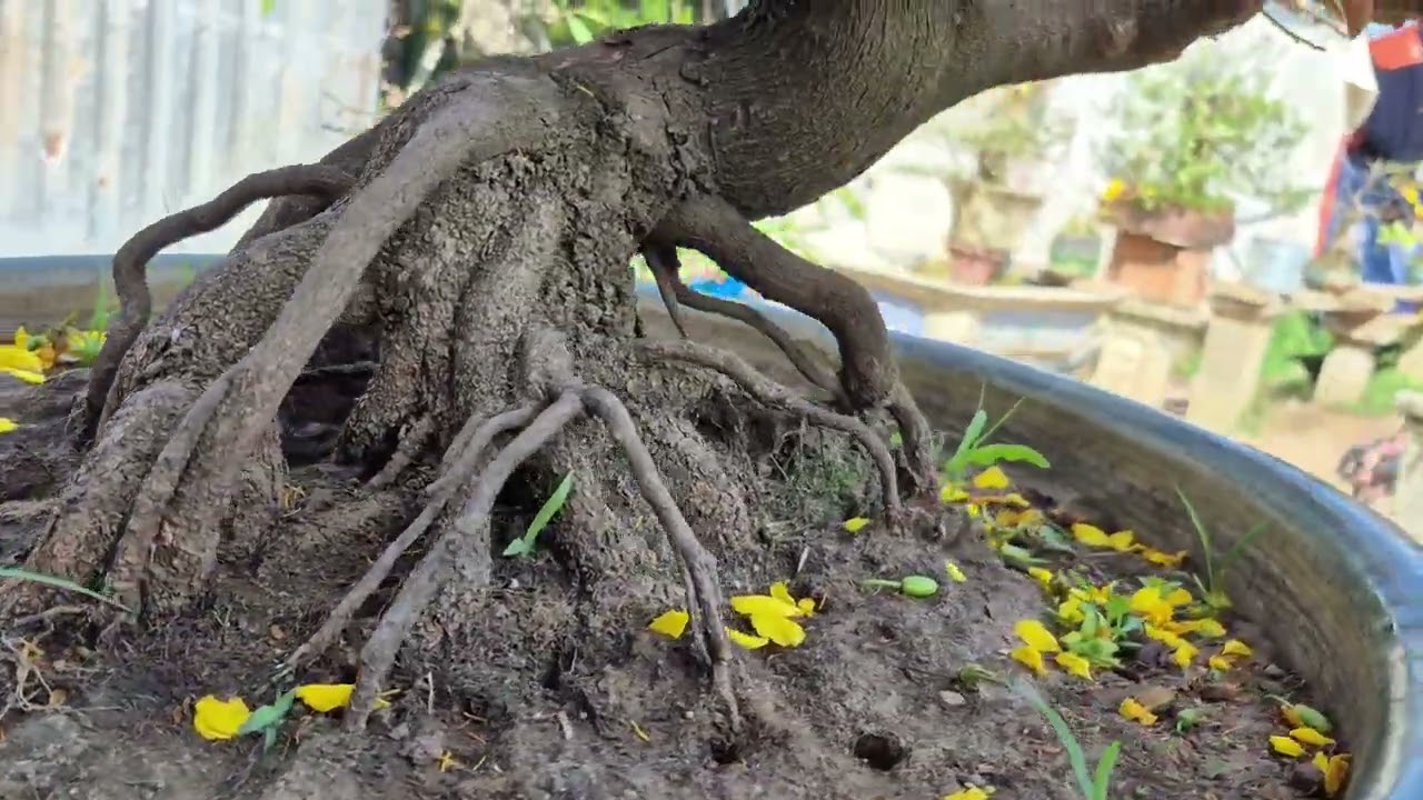 Dang long giao rin tâm trung gia 6tr zl0329368220