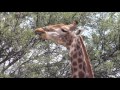 Giraffes eating leaves from trees of Sweet Thorn Acacia