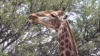 Giraffe Eating Leaves From Trees Of Sweet Thorn Acacia