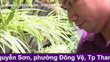 Thiết kế tiểu cảnh sân vườn tại thành phố thanh hóa