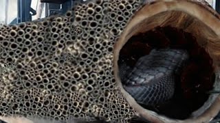 : The snake almost killed me! This happened during the sawing of hollow teak wood