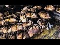 Barnacles clean - satisfying (episode 101)