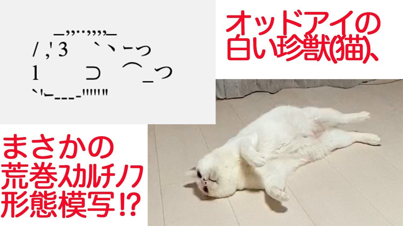 オッドアイの白い珍獣 荒巻スカルチノフに寄せてくる The Odd Eye White Cat Looks Very Much Like Japanese Character Youtube