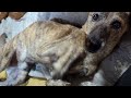 癌が取れて機嫌がよくなった元猟犬
