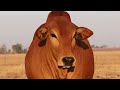 LOT 1 KISIMA HOT21 259 LOT 1 KISIMA HOT21 259