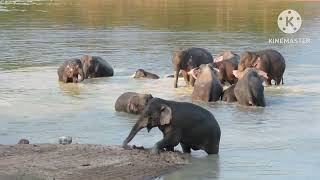 อลังการ ช้างโขลงรวมตัวเล่นน้ำคลายร้อน #elephant #wildlife #เขาใหญ่ #มรดกโลก
