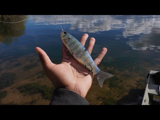 The Best Affordable New Glide Bait On The Market?! Storm Arashi