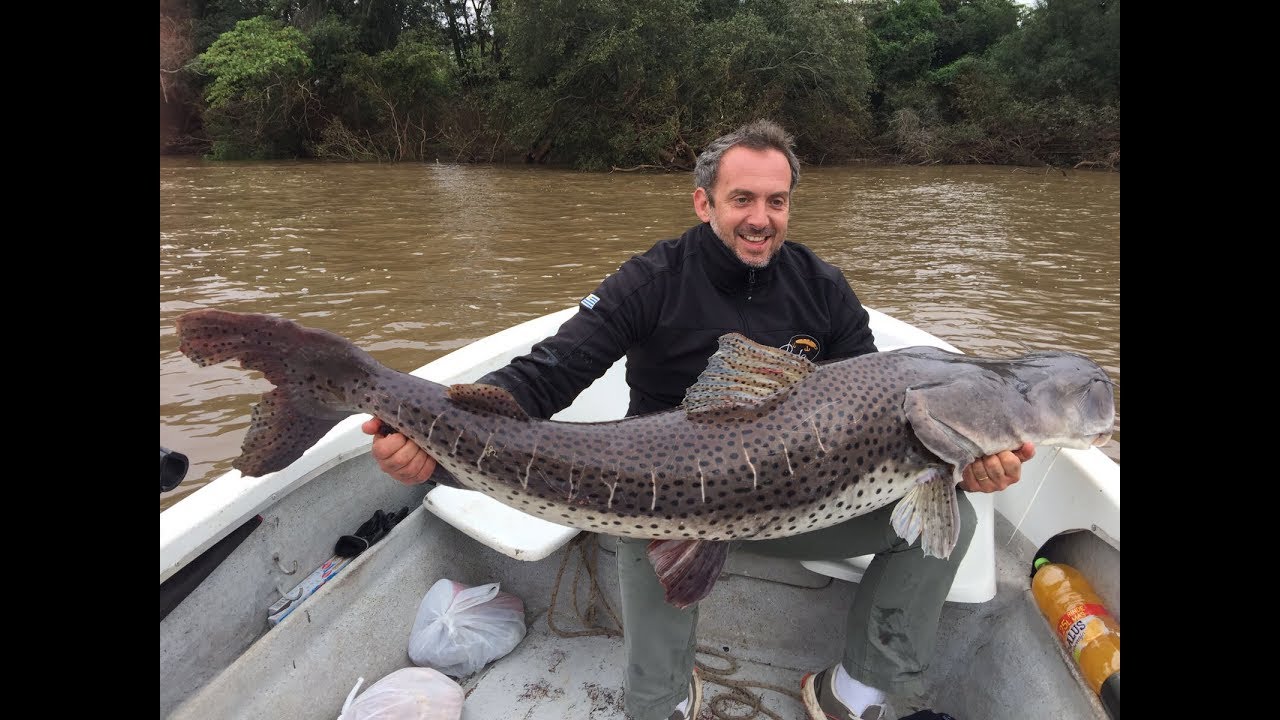 Pesca Un Pescado Nevado O Pesca Un Pescao Nevao Como Pesca Un Pescado Nevado O Pesca Un Pescao Nevao Como