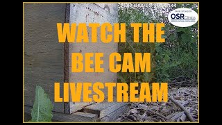 Hank Live at the Hive Live Stream