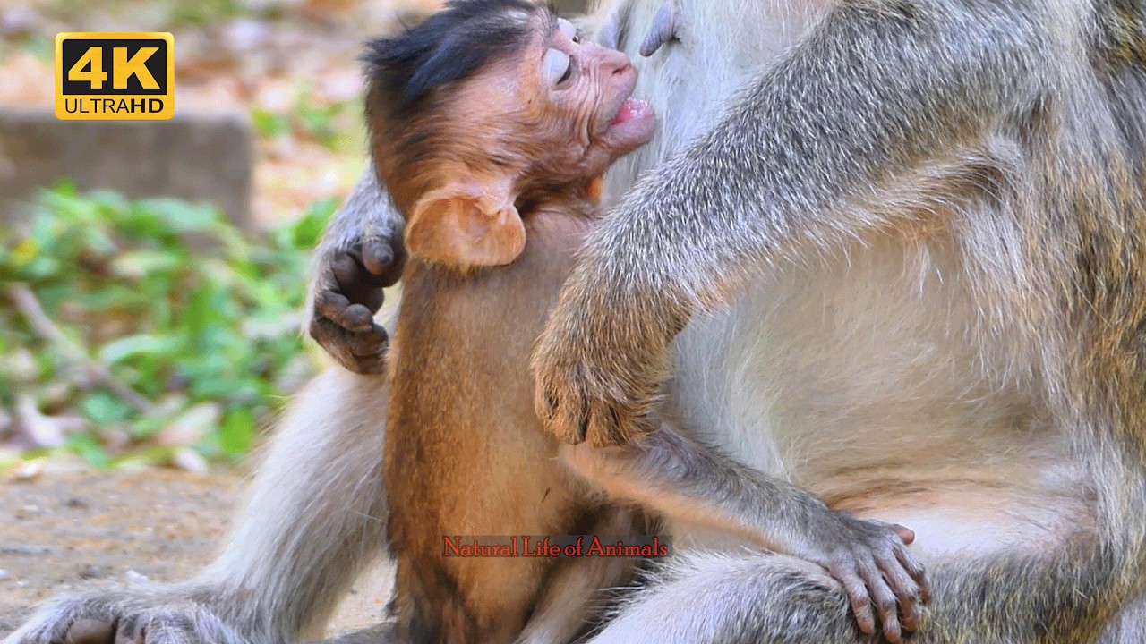 THE BEST STORY! ADA LOVE TOO MUCH BREASTFEEDING ADORALBE A TINY BABY | Natural Life of Animals