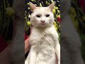 #видосыоткота #catvideos #coolcats #юмор #funnycats #cats #веселыекоты #cat #котики #кот