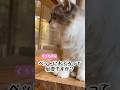 ペットにお風呂って必要なんですか？ #ペット #動物病院 #獣医 #動物施設 #動物愛護 #動物 #お風呂 #皮膚病 #ストレス