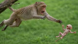 Daily Baby Monkey Live: Stress Relief with Adorable Moments