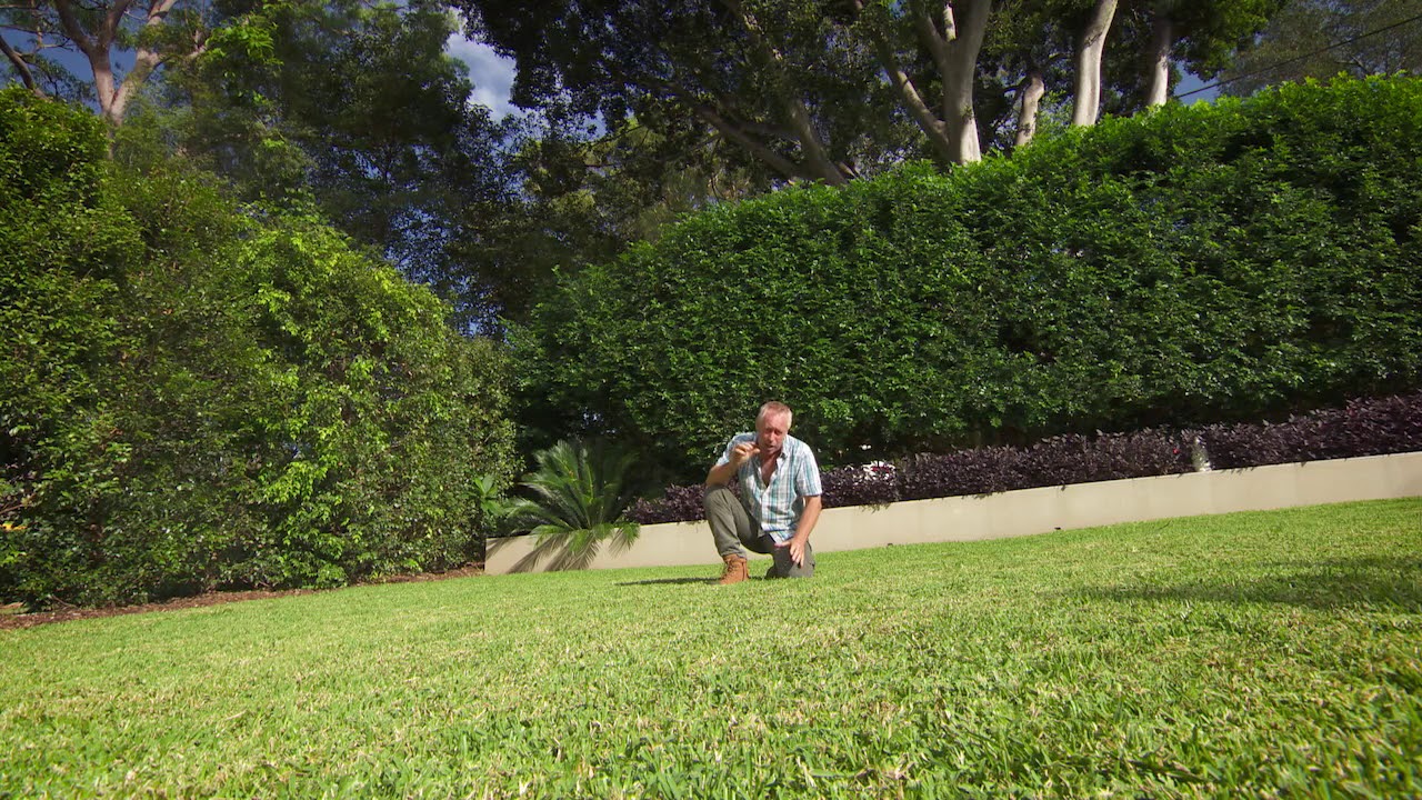 The Garden Gurus Lawn Renovation Tips YouTube
