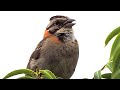 Tico tico cantando muito na natureza mesmo sem abrir muito o bico a bitola é forte