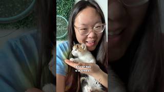 My New Foster Kitten Is The Sweetest